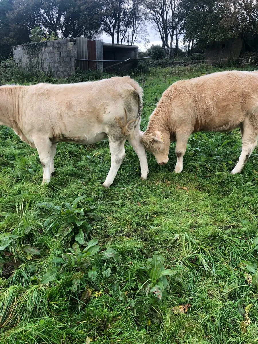 Two homebred 5 star CHX Heifers - Image 2