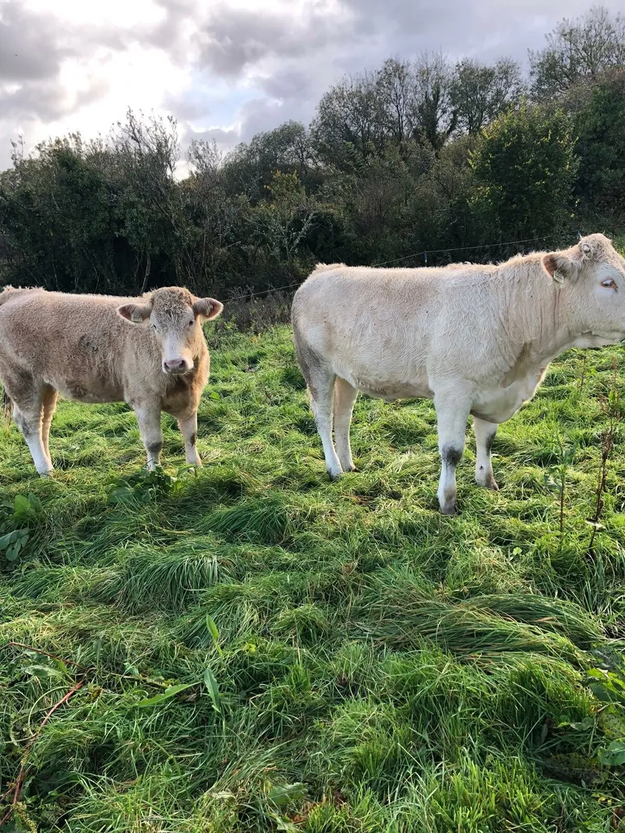 Two homebred 5 star CHX Heifers - Image 3