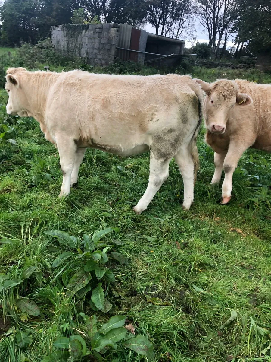 Two homebred 5 star CHX Heifers - Image 4