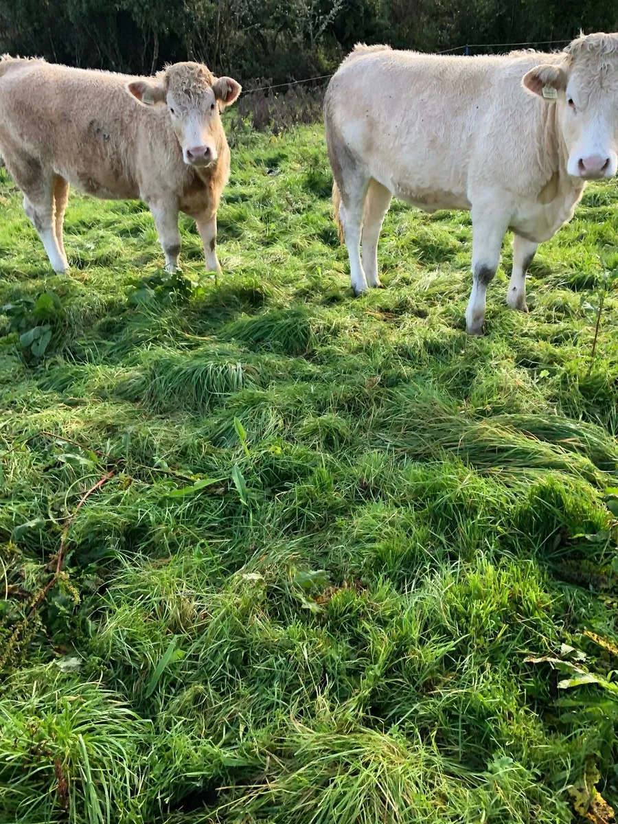 Two homebred 5 star CHX Heifers - Image 1