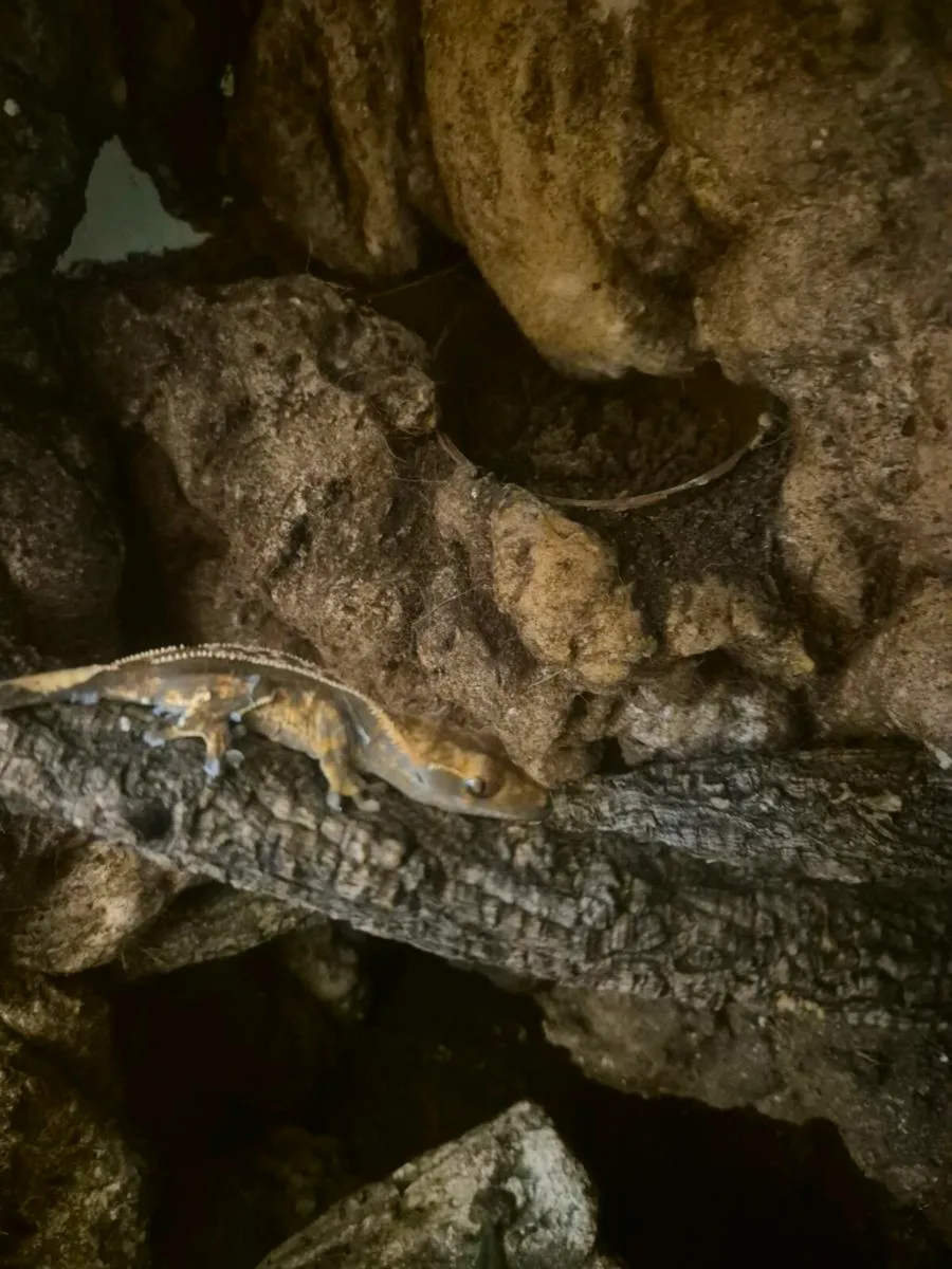 Crested gecko