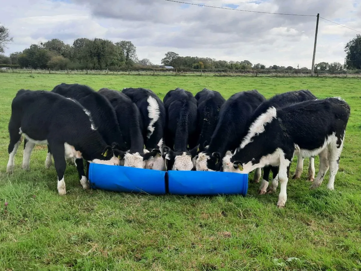 9 lovely Hereford heifers for sale - Image 1