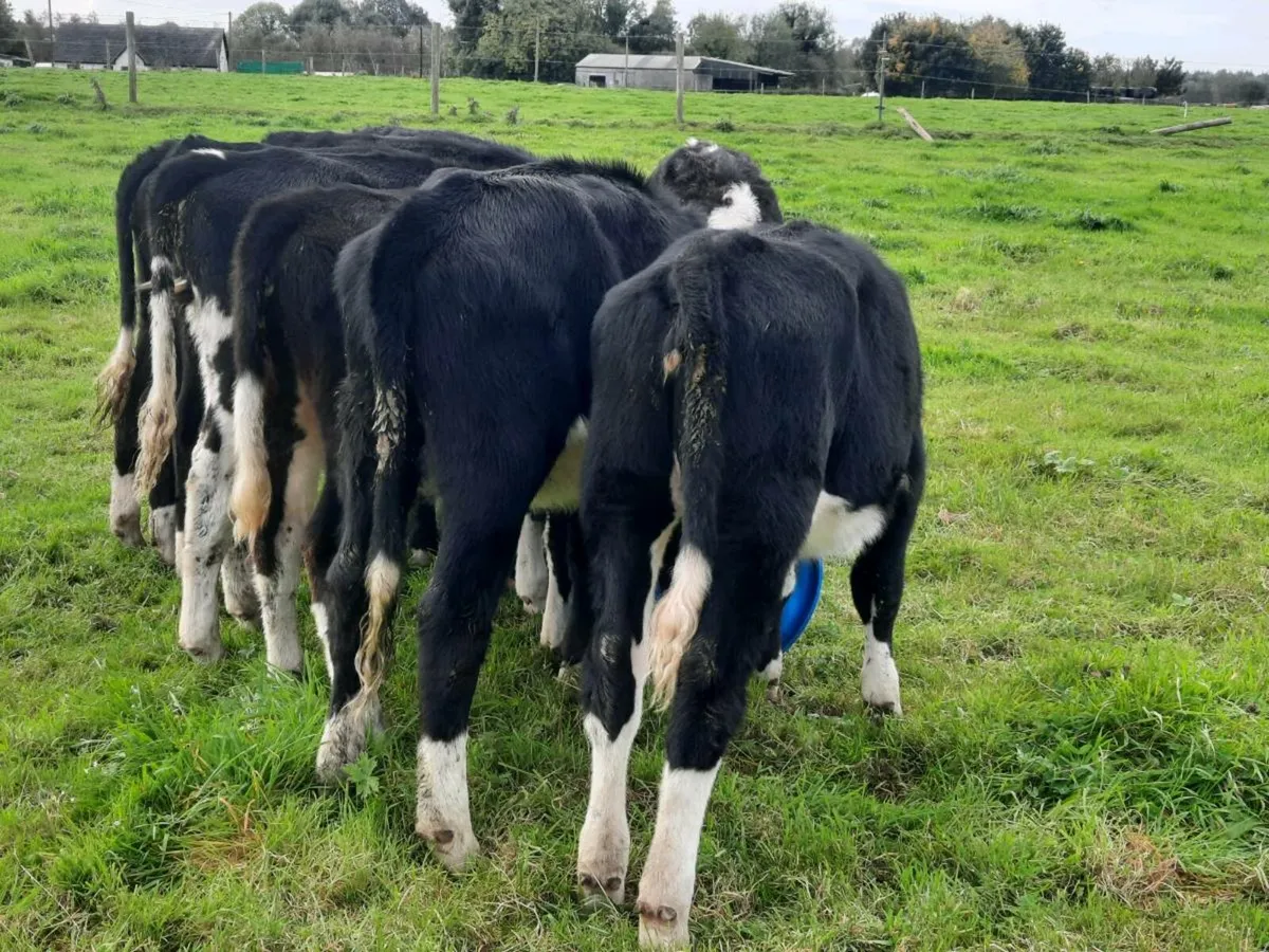 9 lovely Hereford heifers for sale - Image 2
