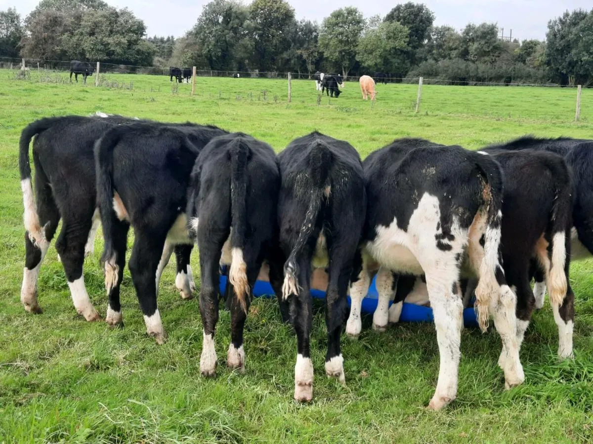 9 lovely Hereford heifers for sale - Image 3