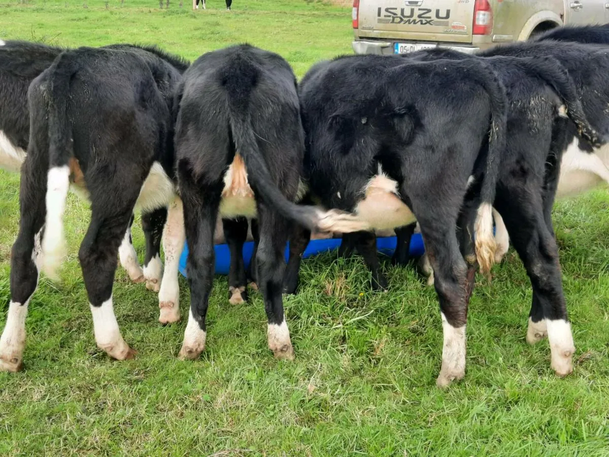 9 lovely Hereford heifers for sale - Image 4