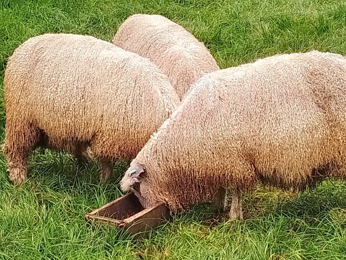 Wensleydale ram lambs - Image 1