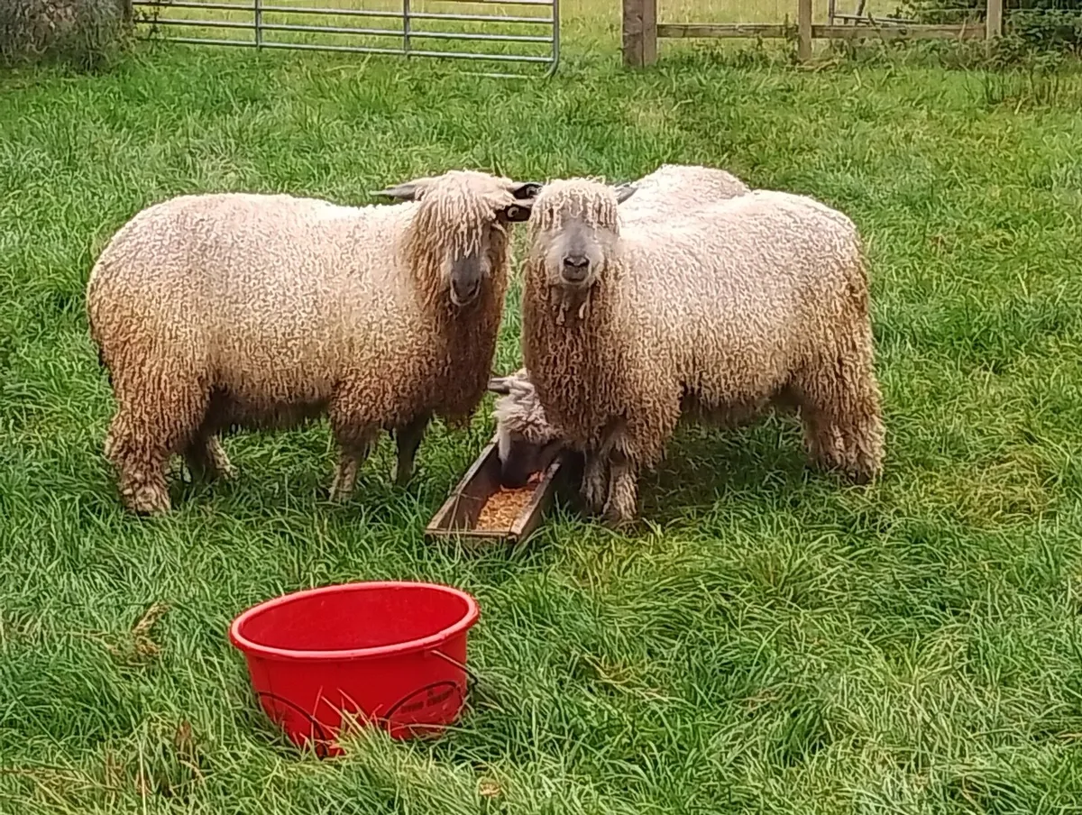 Wensleydale ram lambs - Image 2