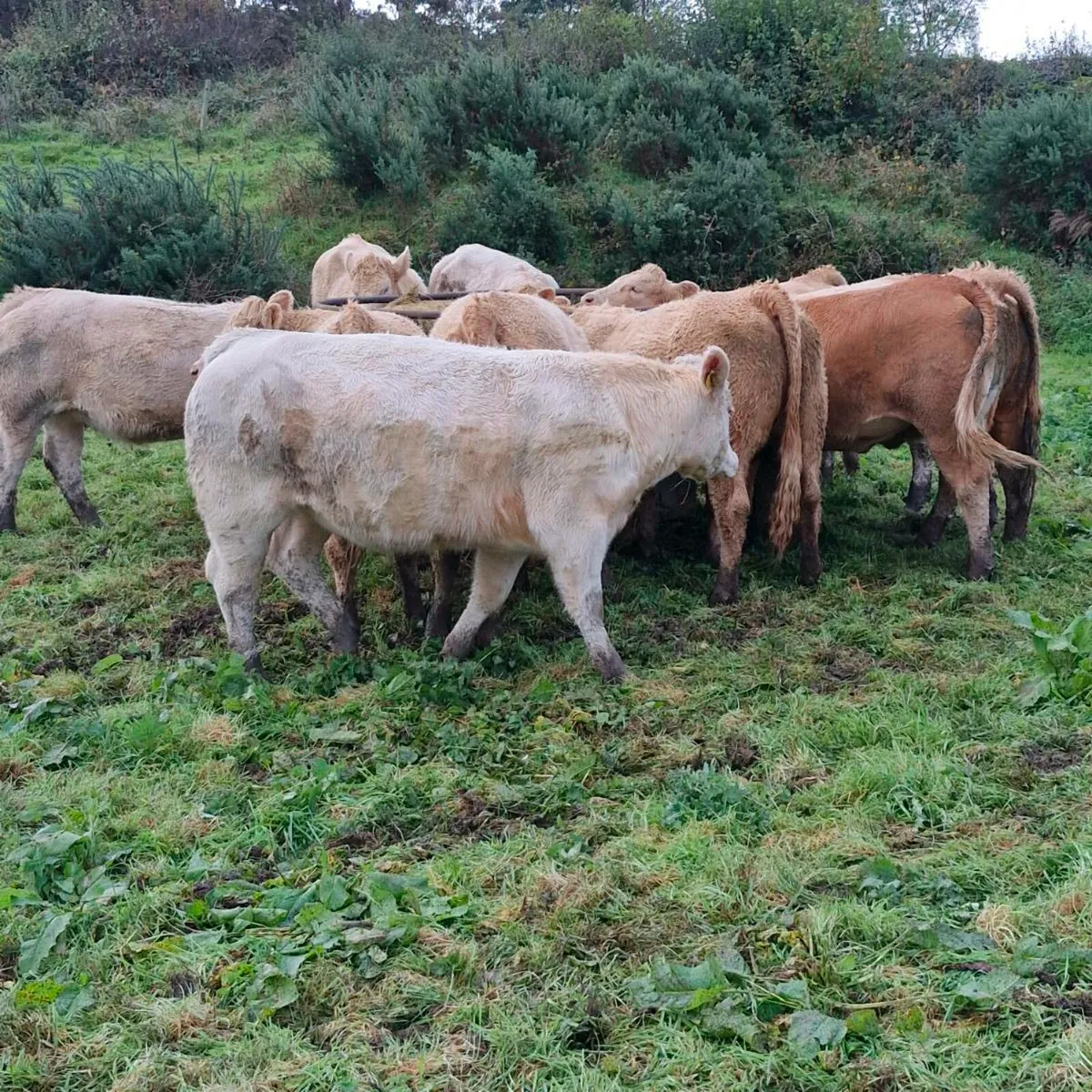 Super heifers - Image 1