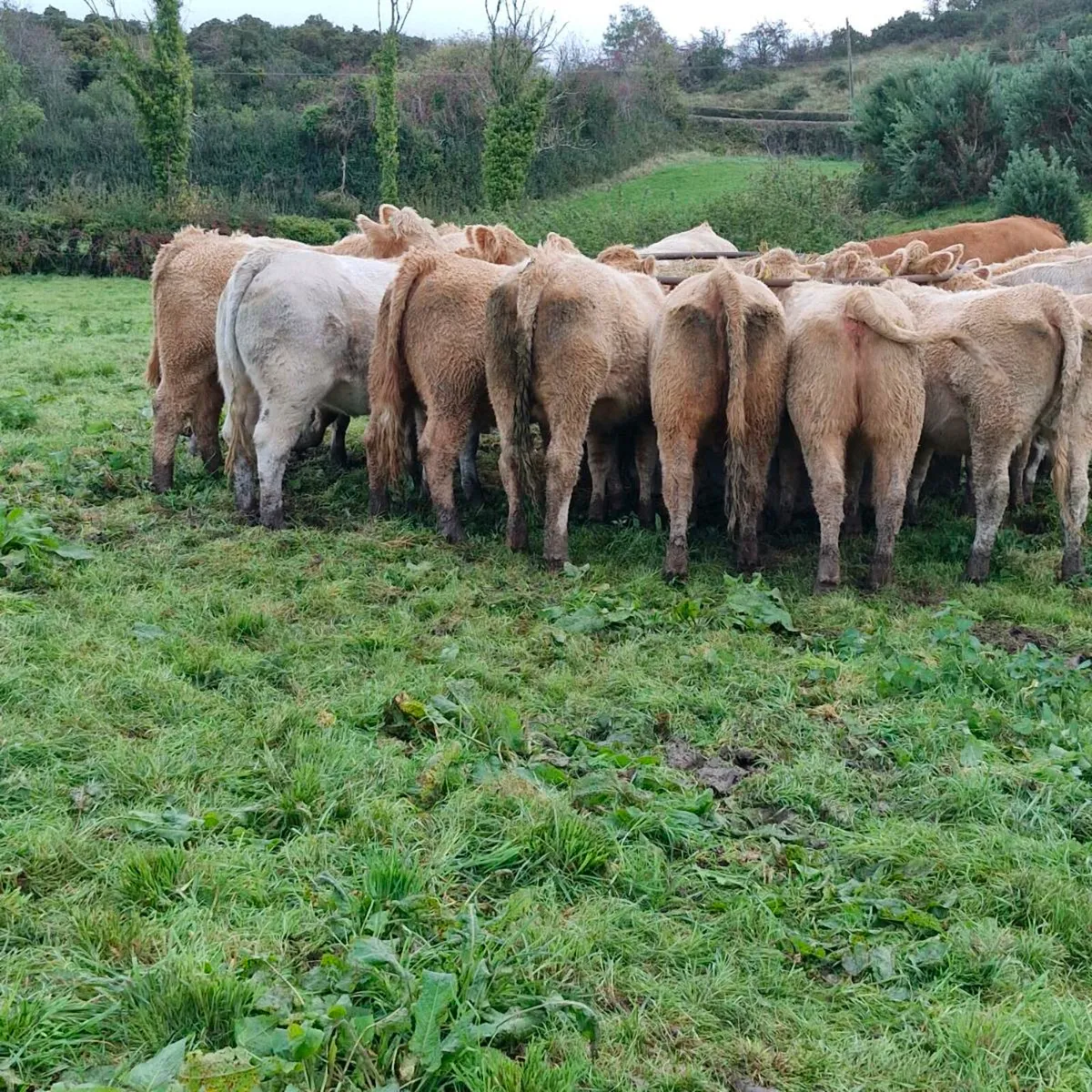 Super heifers - Image 2