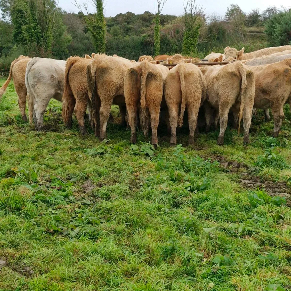 Super heifers - Image 3