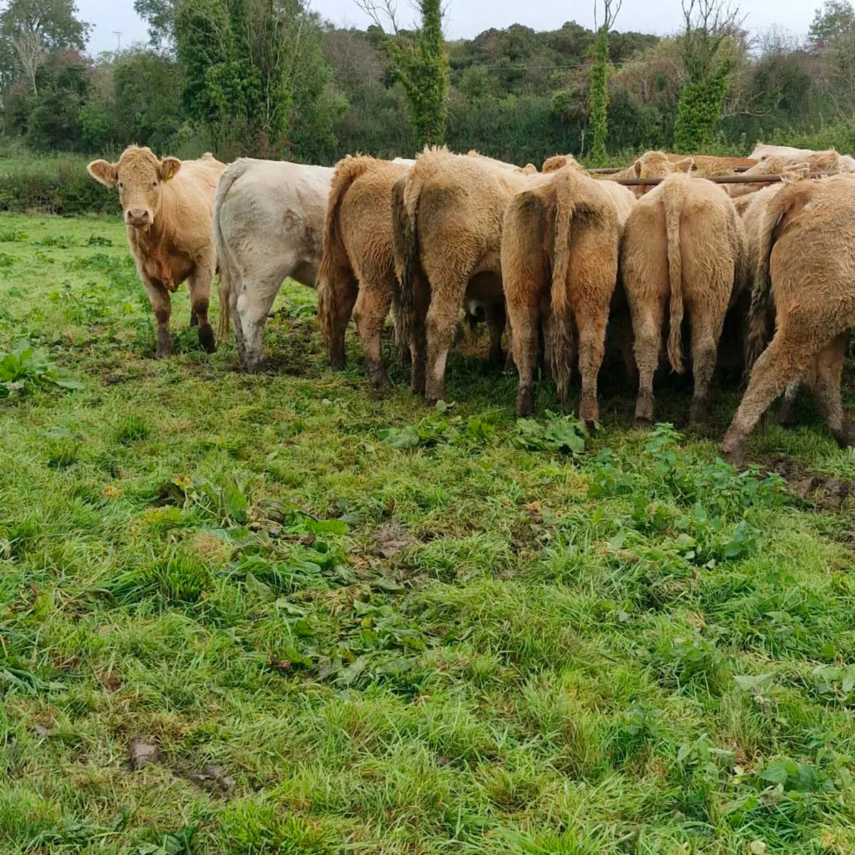 Super heifers - Image 4