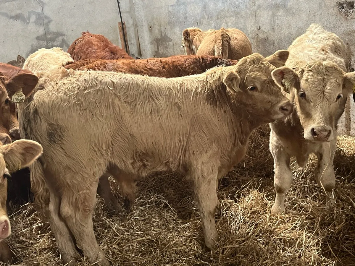 10 SUPER CH & LIM BULL WEANLINGS (250KG) - Image 1