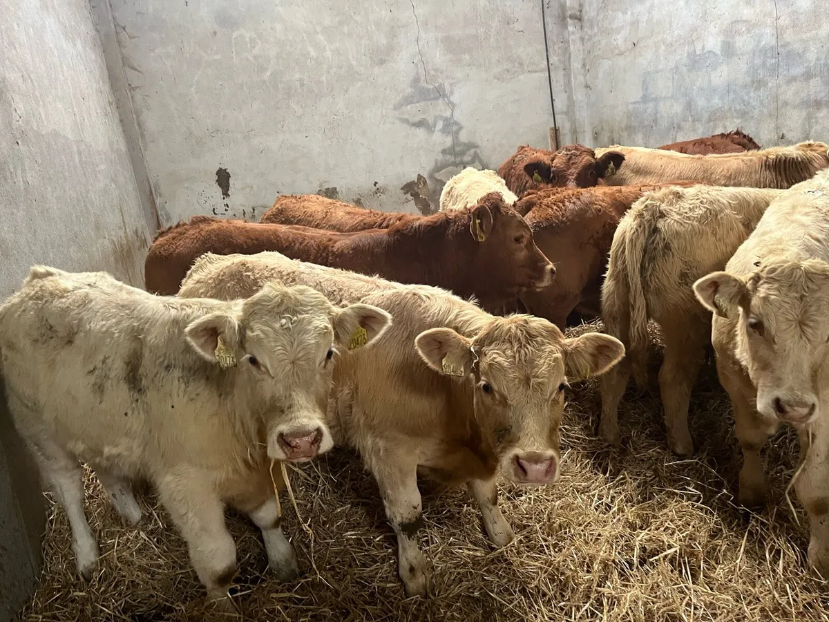 10 SUPER CH & LIM BULL WEANLINGS (250KG) - Image 2