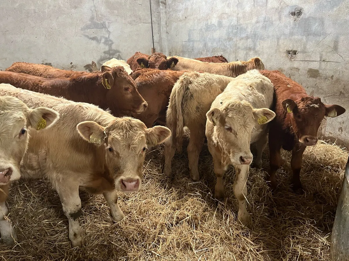10 SUPER CH & LIM BULL WEANLINGS (250KG) - Image 3