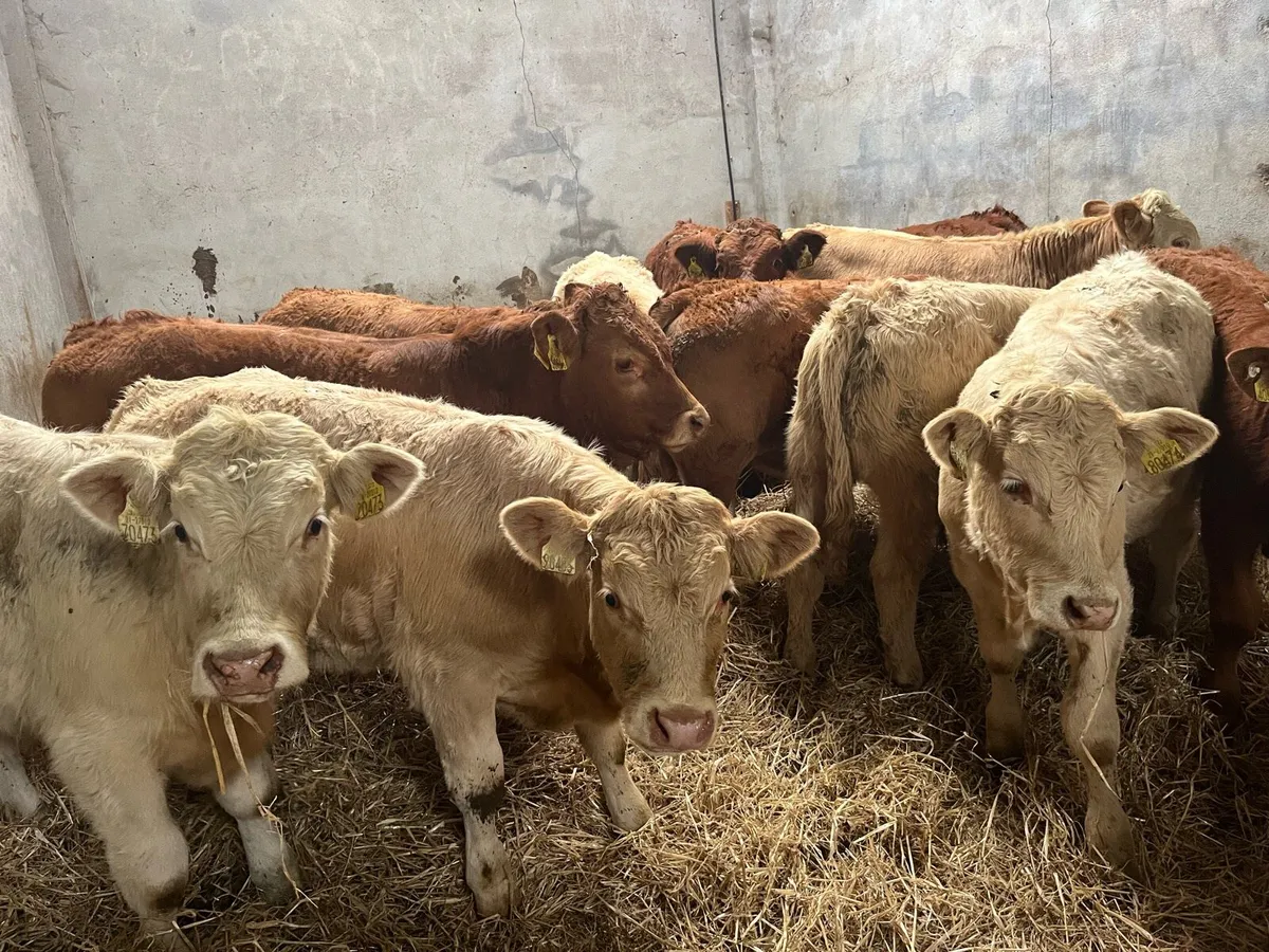 10 SUPER CH & LIM BULL WEANLINGS (250KG) - Image 4