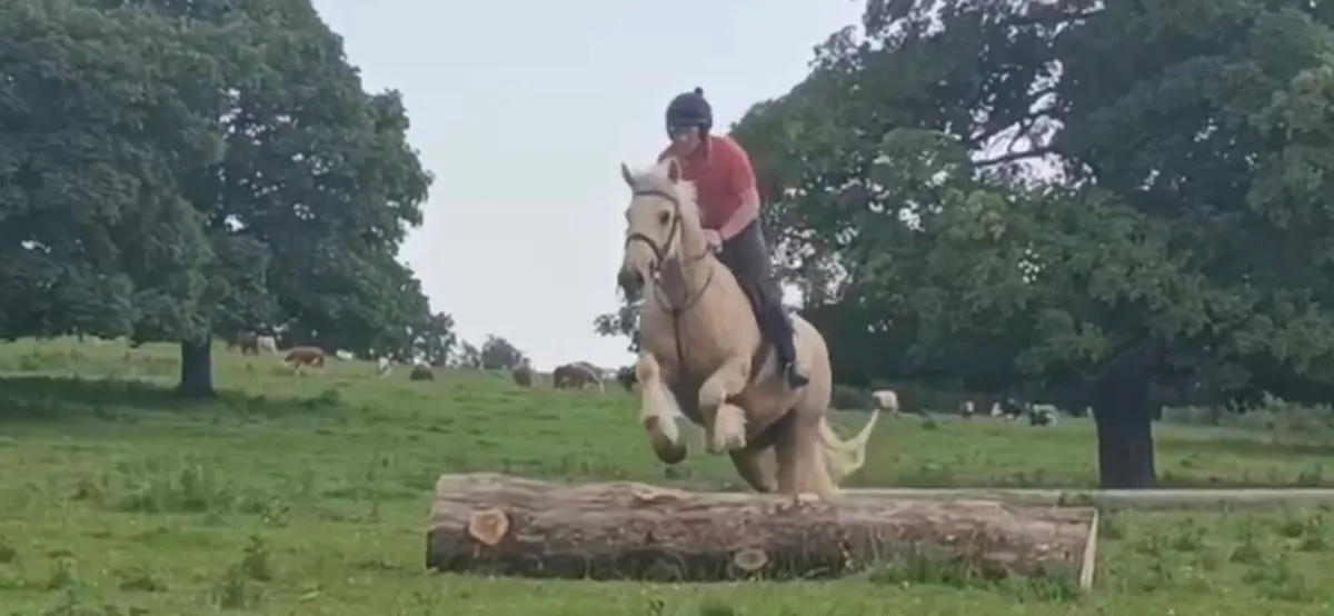 16hh palomino gelding - Image 3