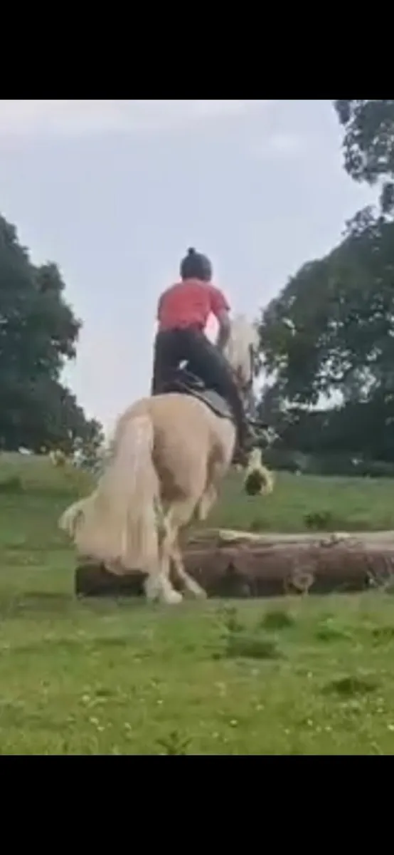 16hh palomino gelding - Image 4