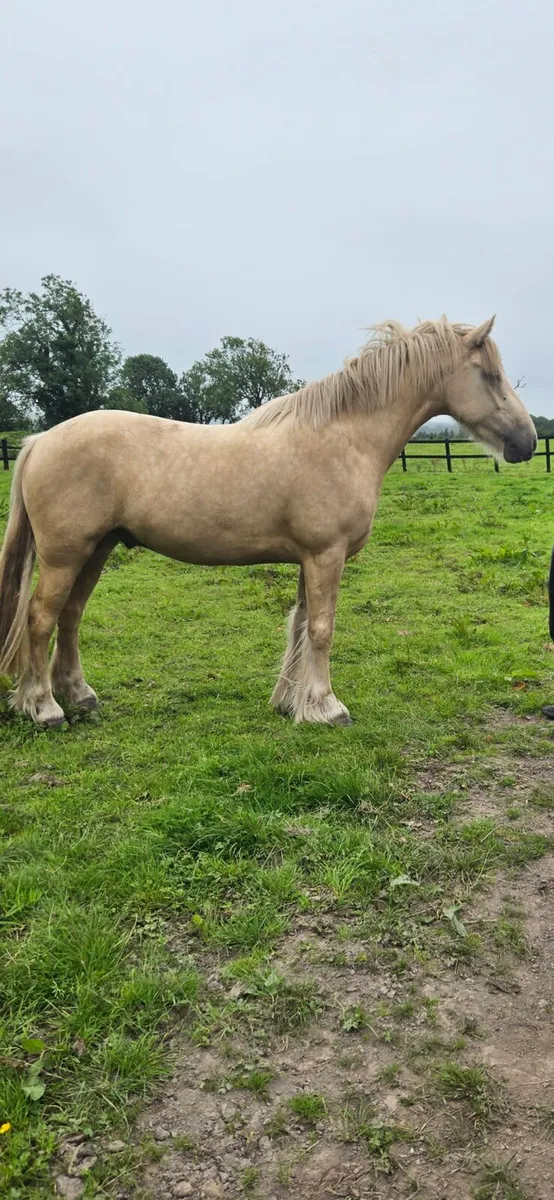 16hh palomino gelding - Image 1