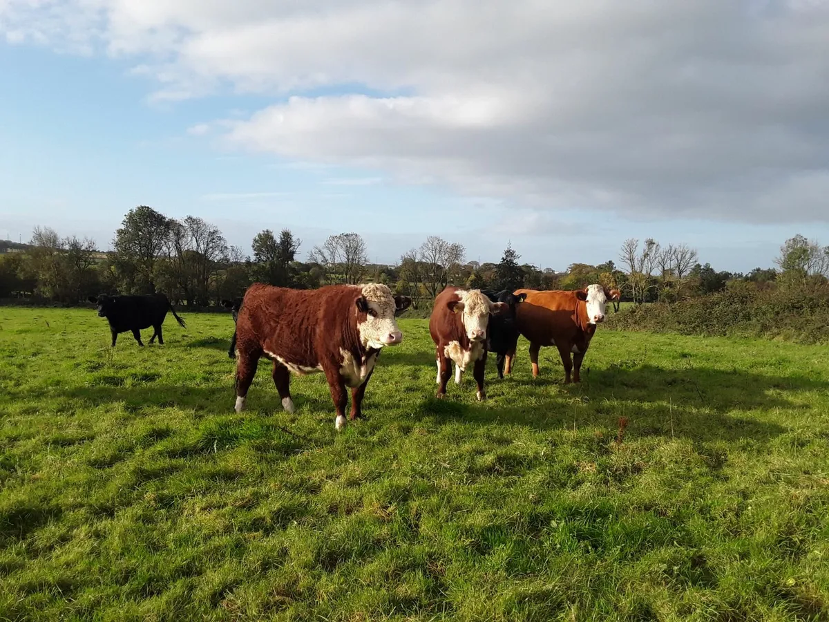 Organic Cattle - Image 1
