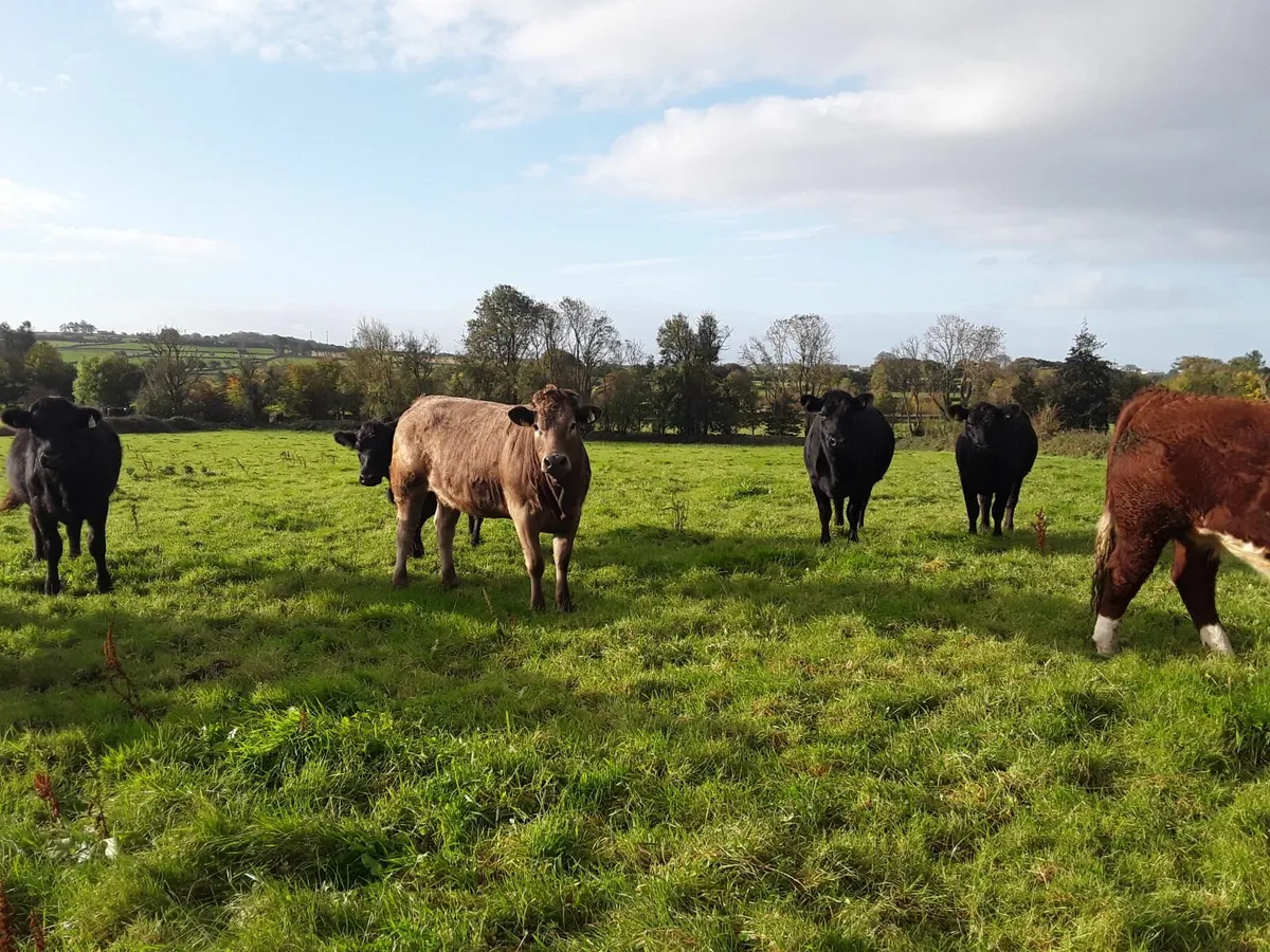 Organic Cattle - Image 2