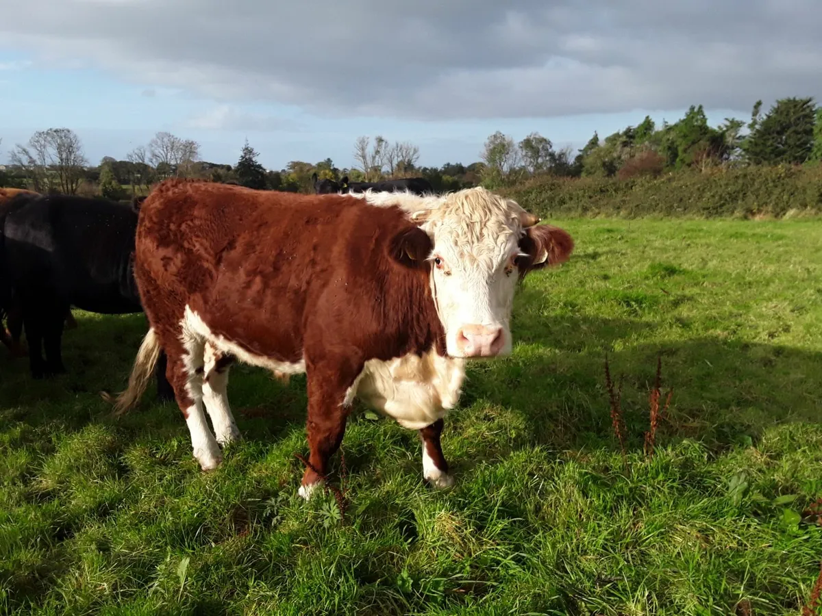 Organic Cattle - Image 3