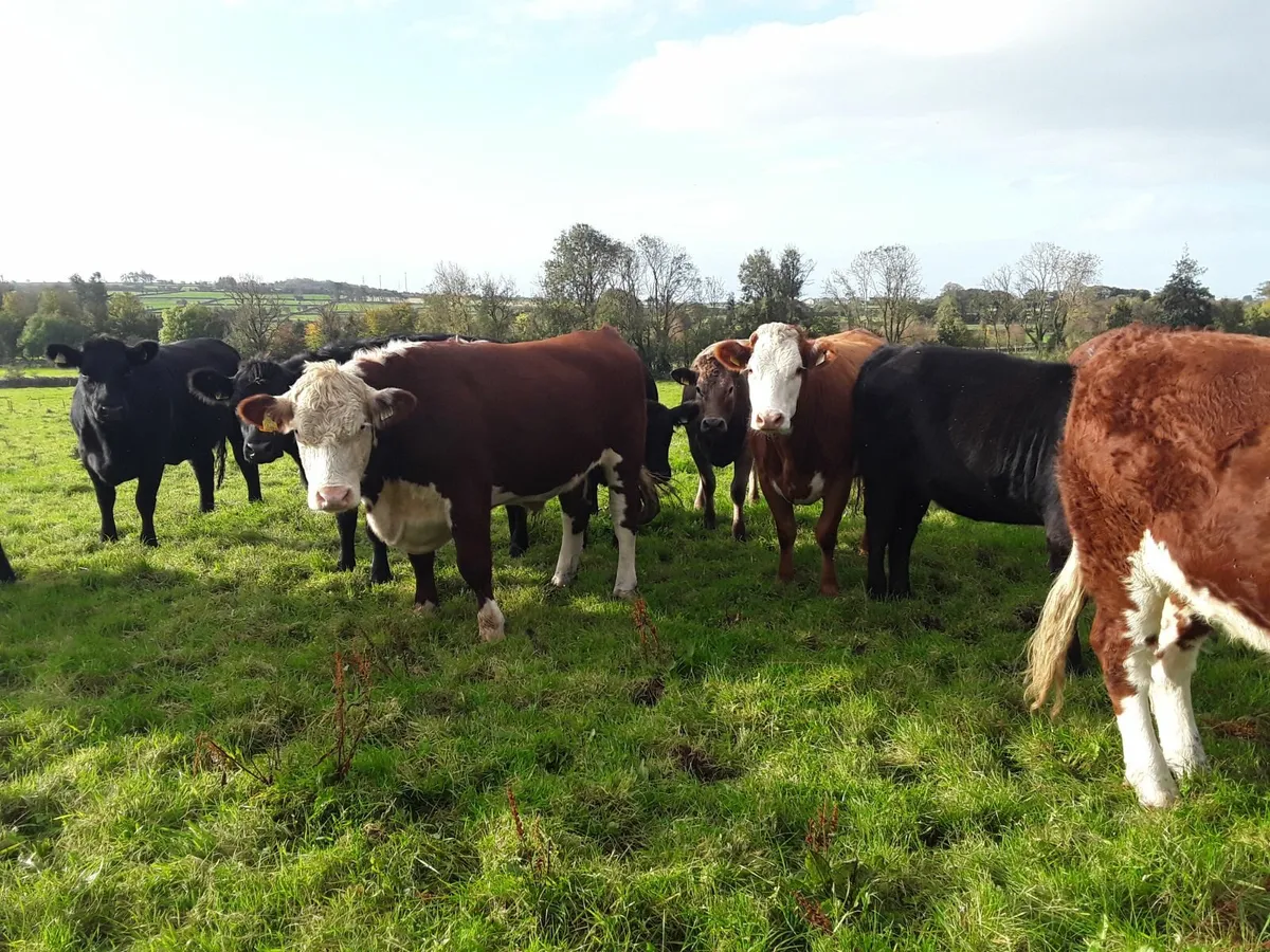 Organic Cattle - Image 4