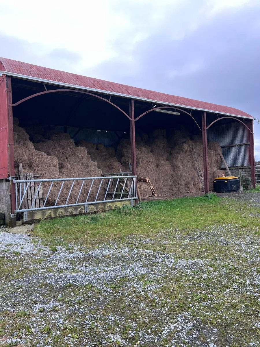 Square Bales of Hay