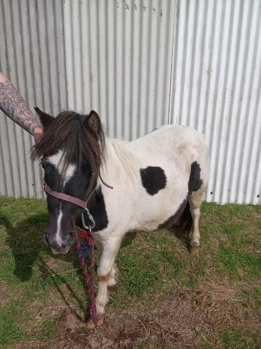 Shetland mare cob filly - Image 1