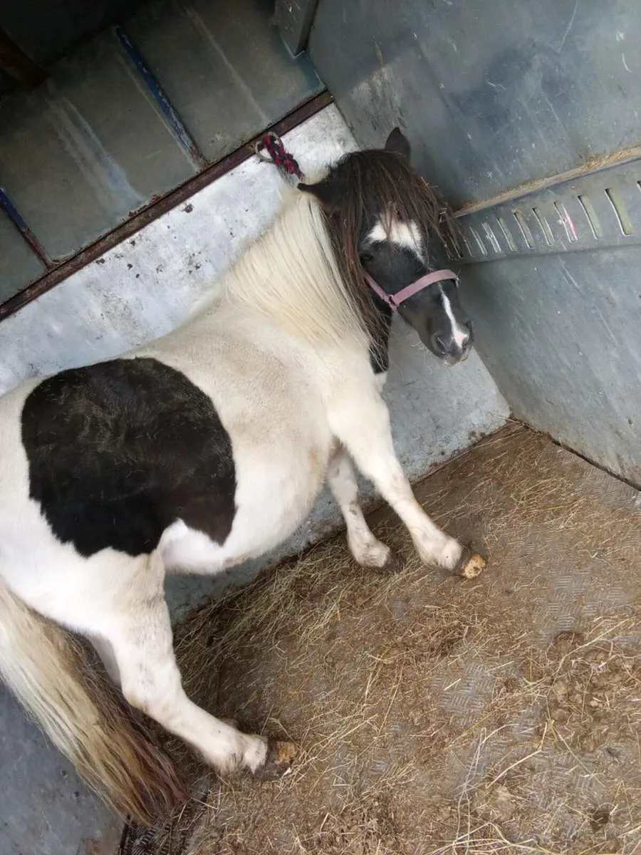 Shetland mare cob filly - Image 2