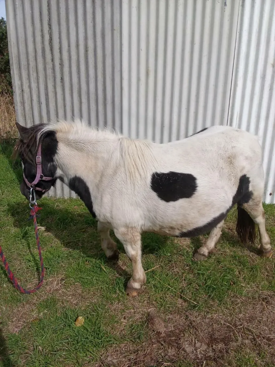 Shetland mare cob filly - Image 3