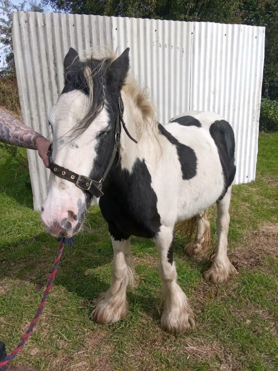 Shetland mare cob filly - Image 4