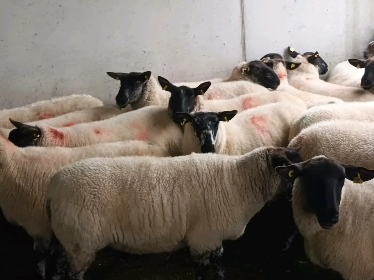 20 Suffolk Hogget Ewes - Image 2