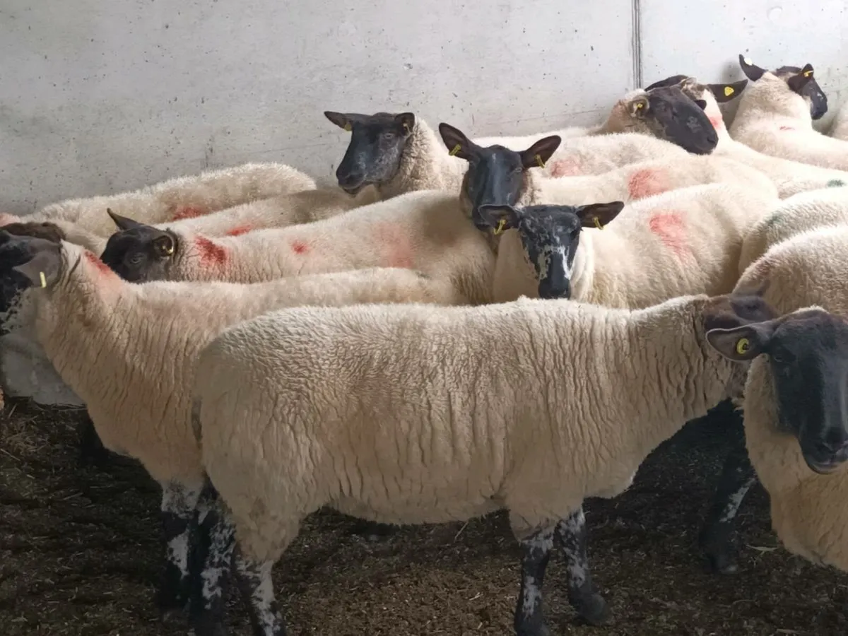 20 Suffolk Hogget Ewes - Image 3