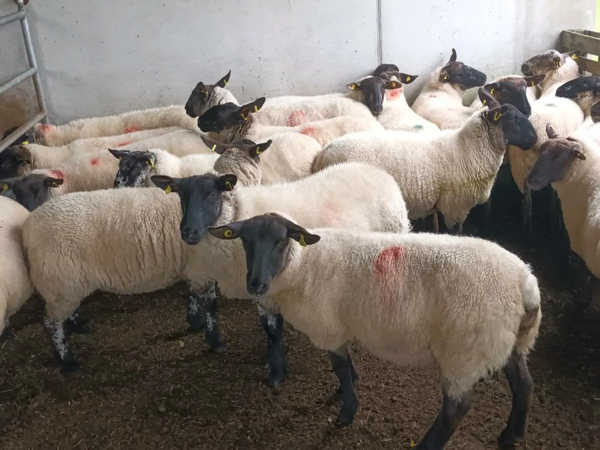 20 Suffolk Hogget Ewes - Image 4