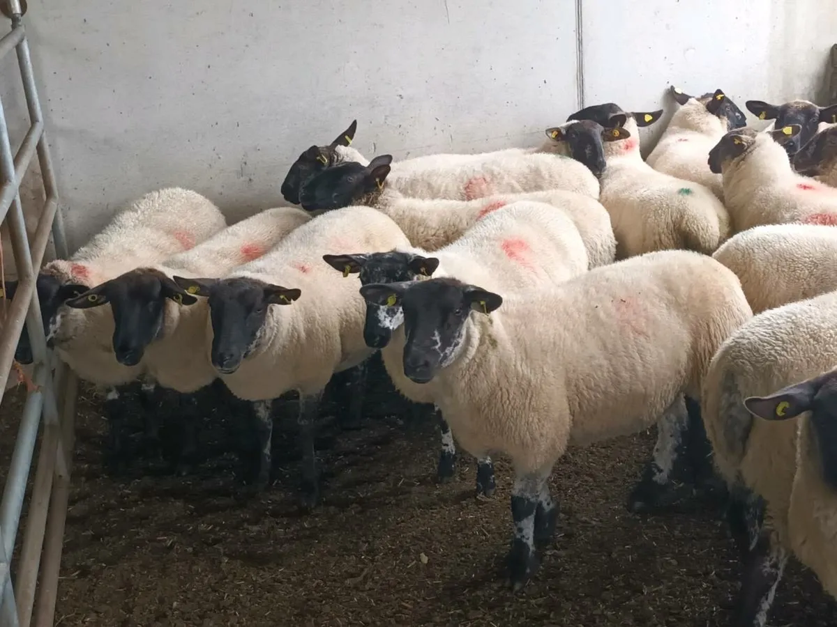 20 Suffolk Hogget Ewes - Image 1
