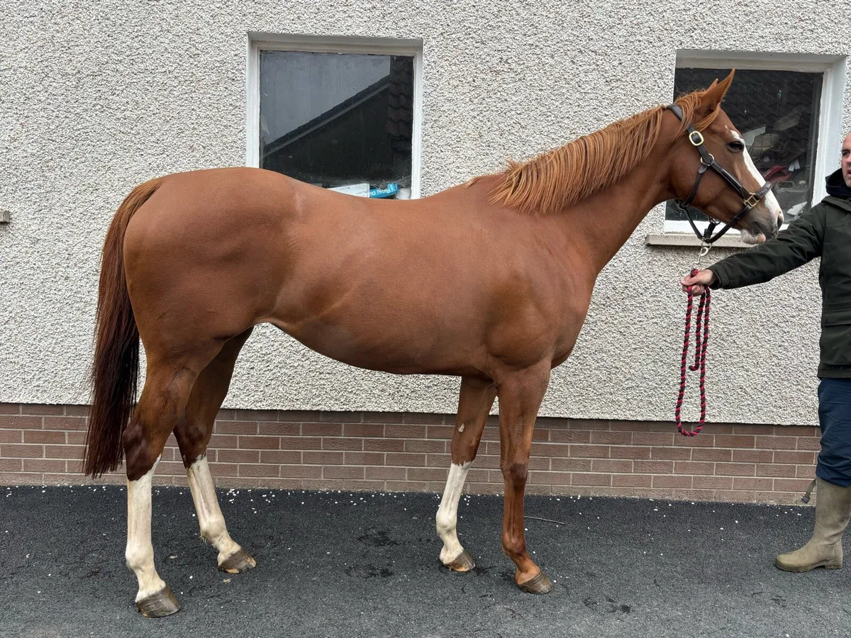 TB Broodmare - Image 1