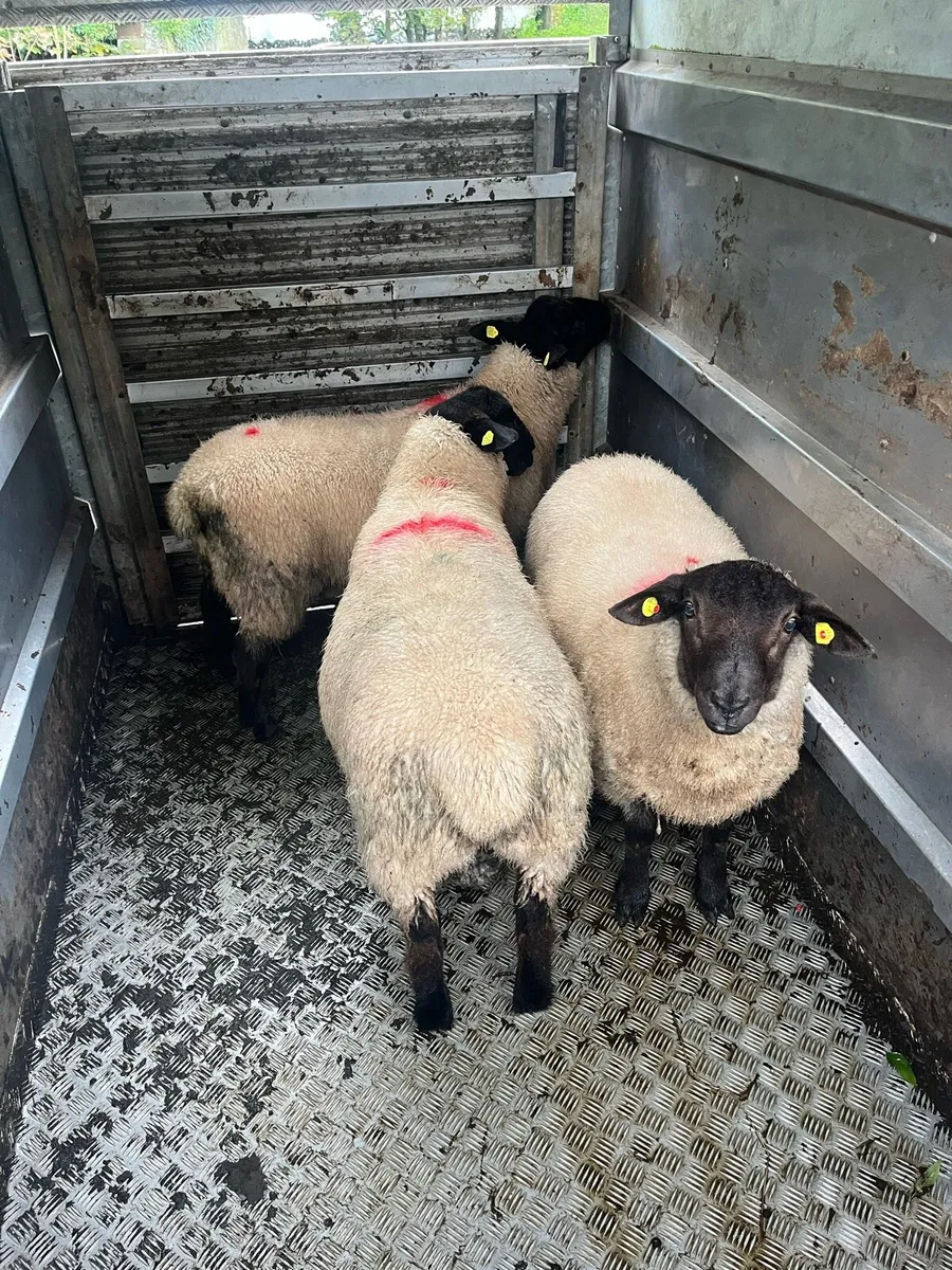 Suffolk Ram Lambs - Image 1