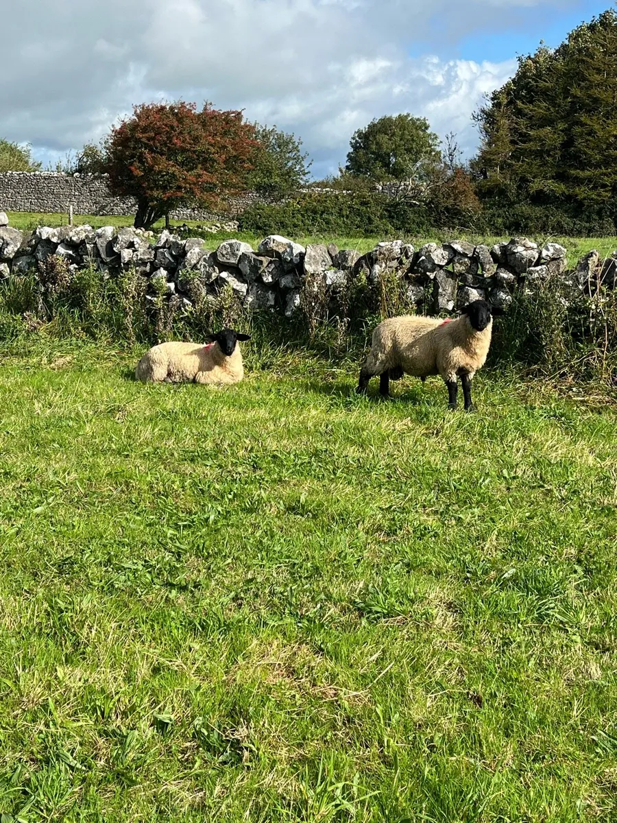 Suffolk Ram Lambs - Image 2