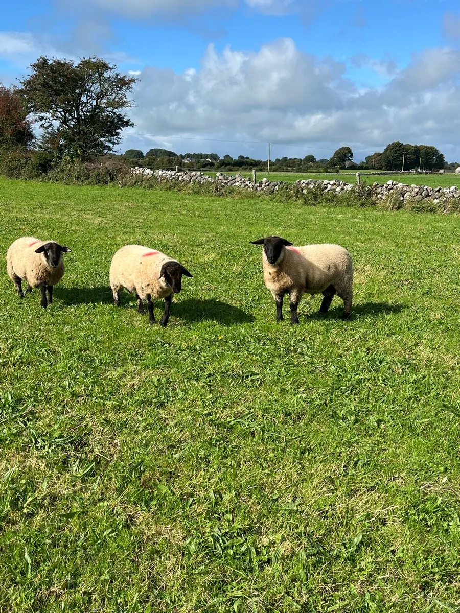Suffolk Ram Lambs - Image 3