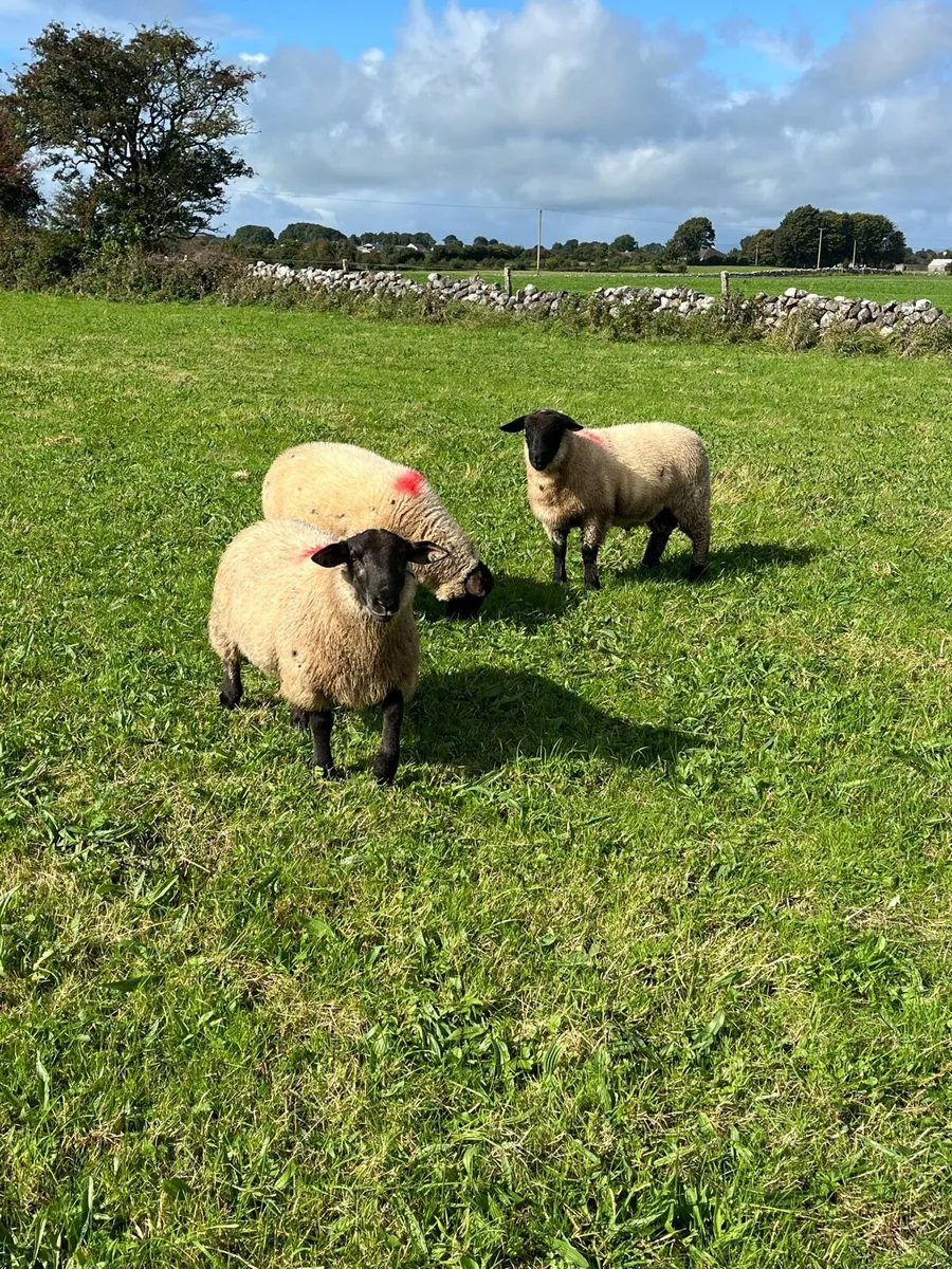 Suffolk Ram Lambs - Image 4
