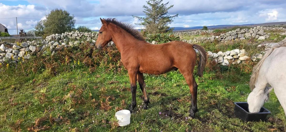 Bay Connemara Colt Foal - Image 1