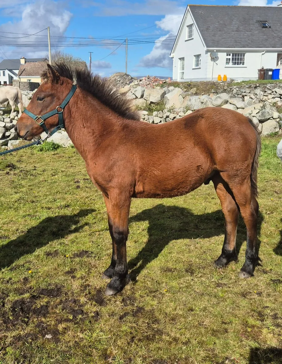 Bay Connemara Colt Foal - Image 2
