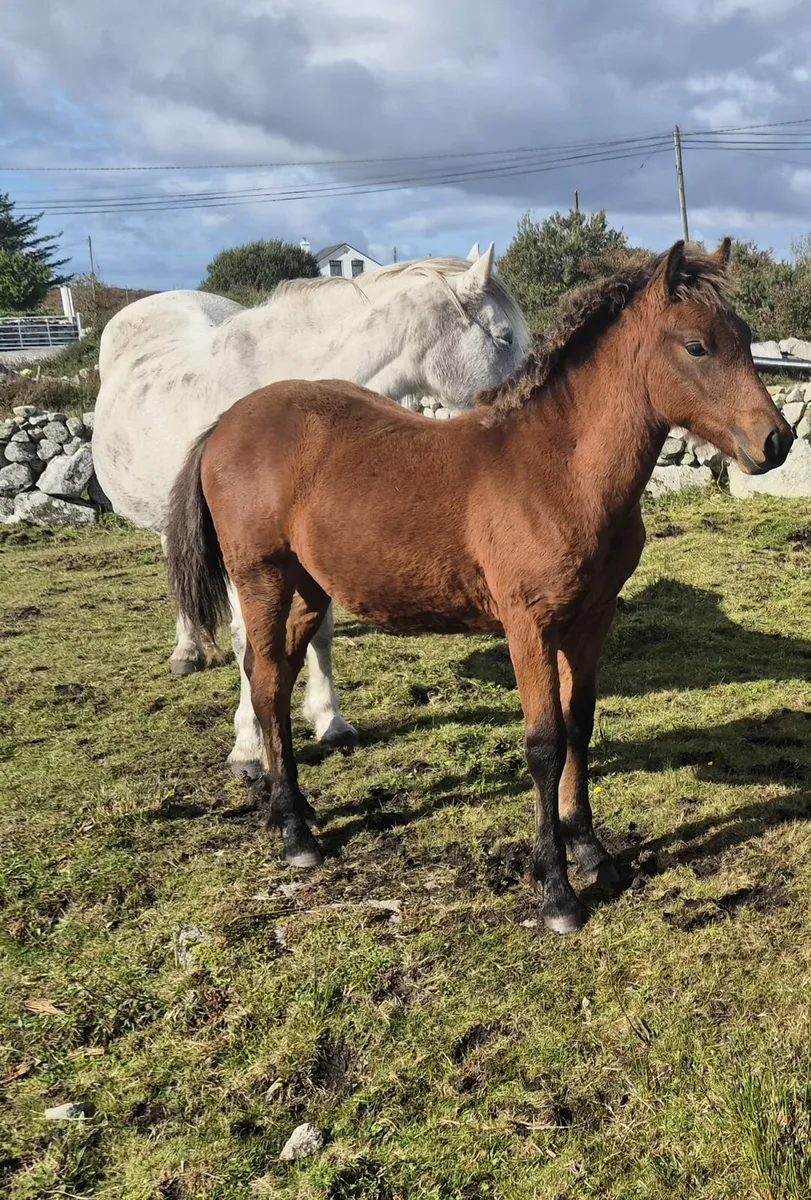 Bay Connemara Colt Foal - Image 3