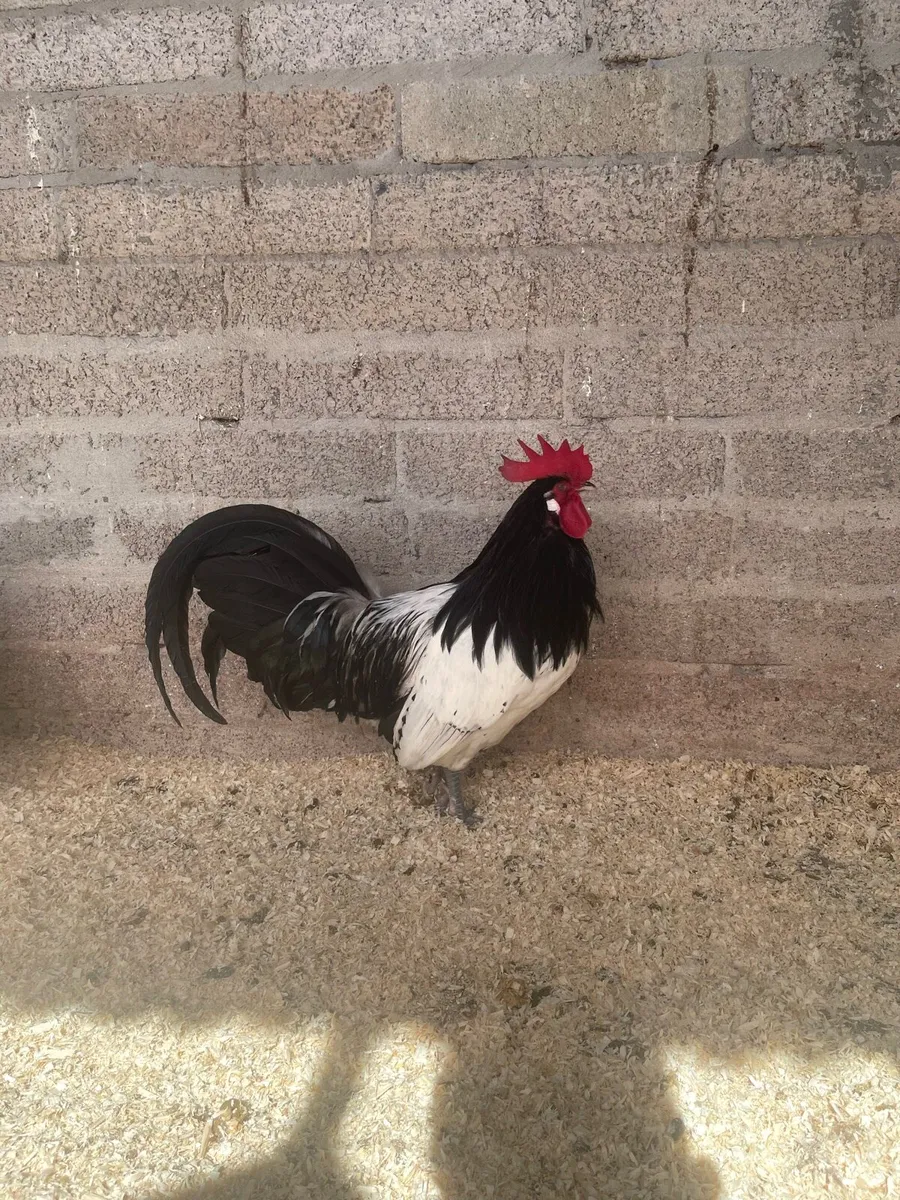 Rare poultry - Image 1
