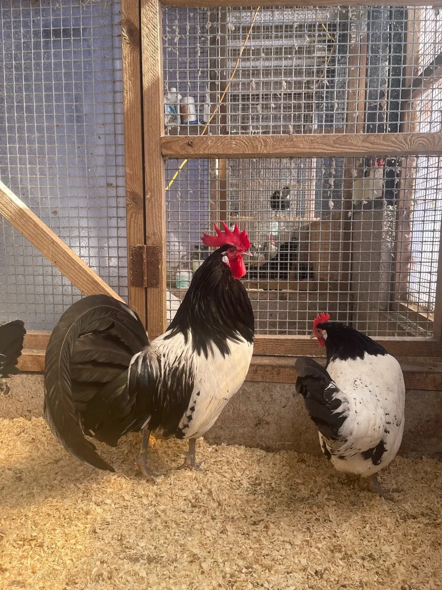 Rare poultry - Image 2