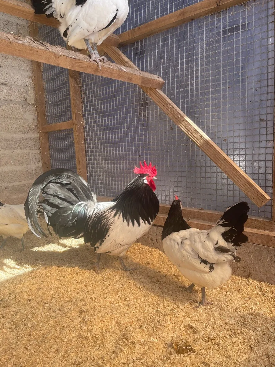Rare poultry - Image 3