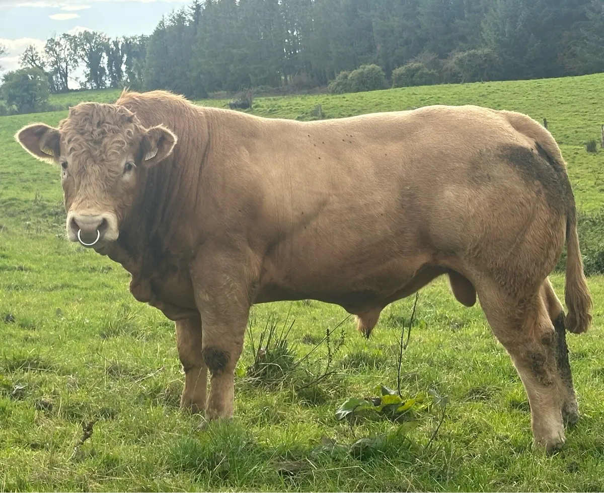 Hybrid CH X LM BULL - Image 1