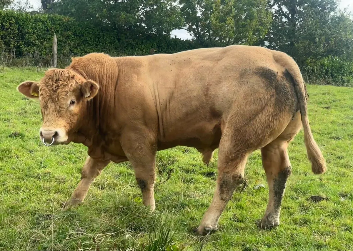 Hybrid CH X LM BULL - Image 2