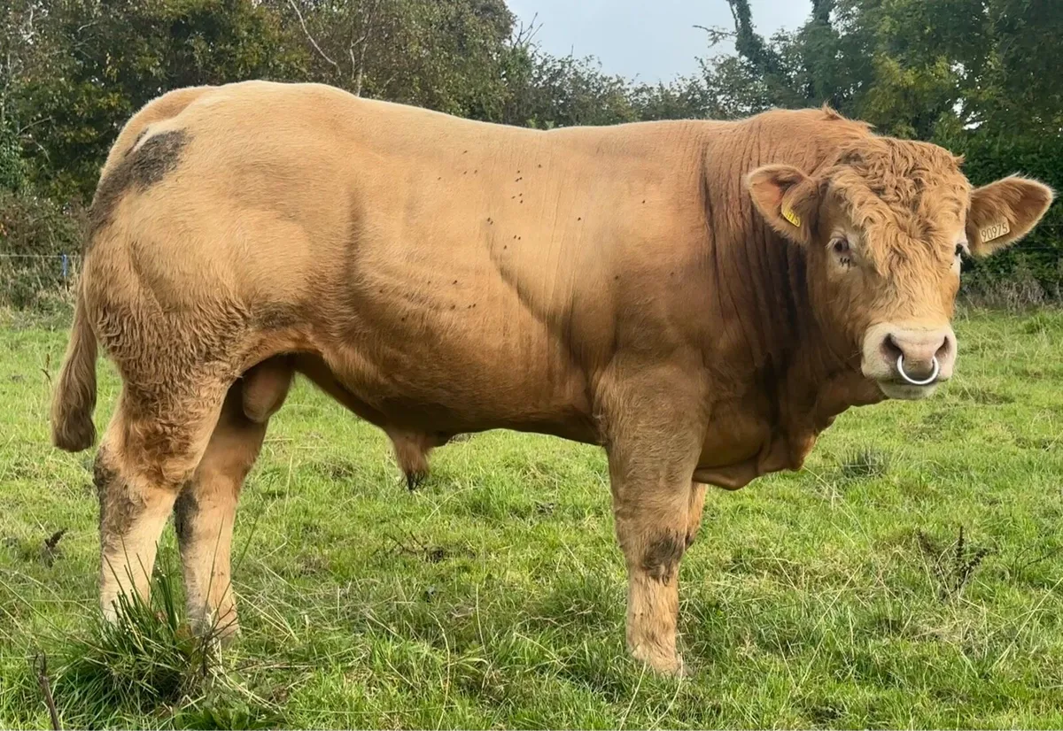 Hybrid CH X LM BULL - Image 3
