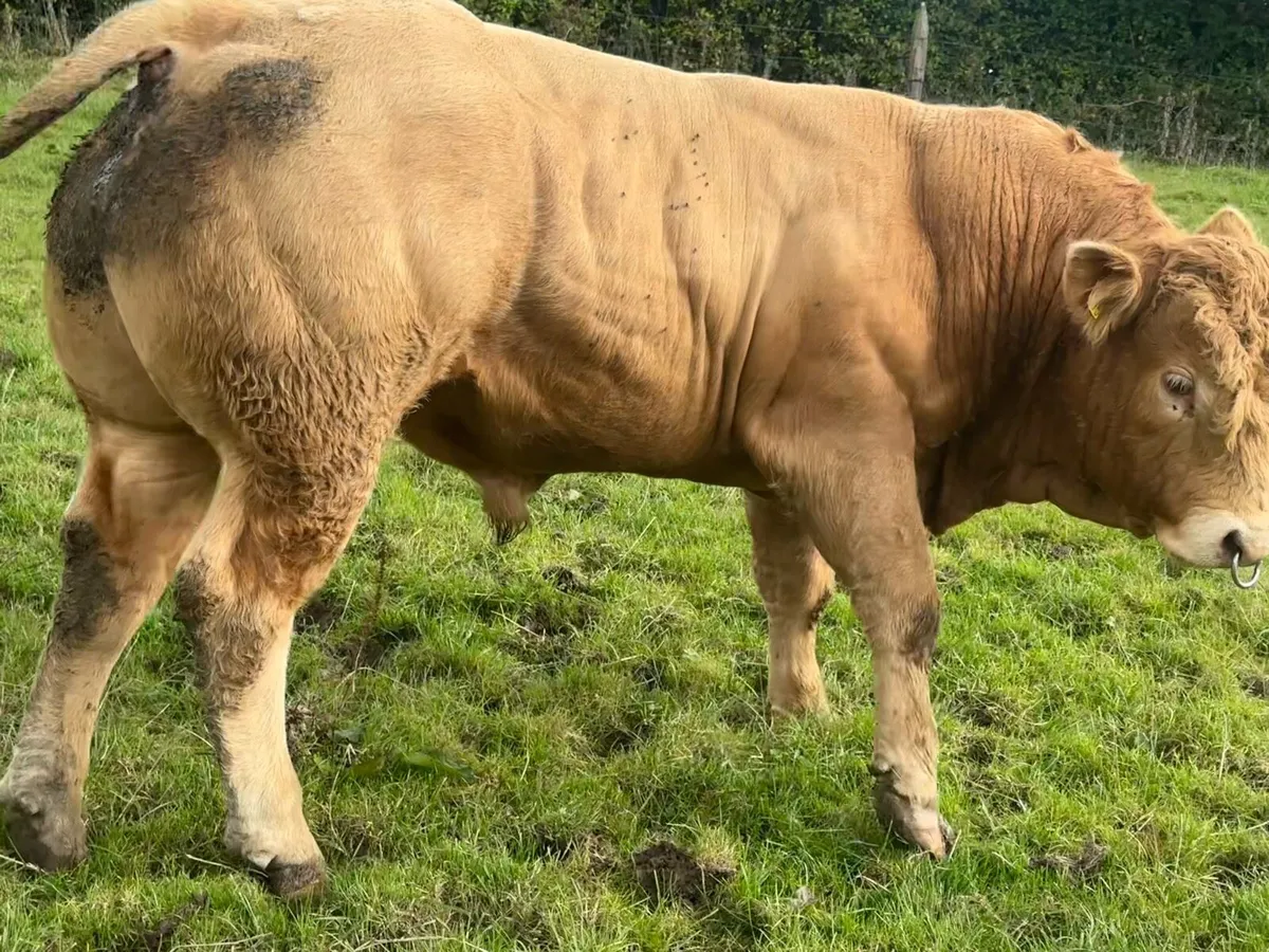 Hybrid CH X LM BULL - Image 4